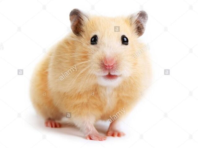 Hamster