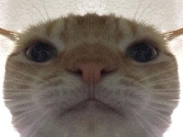 Gatinho fofo vou pegar na sua teta fonfon