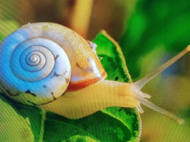 Caracol