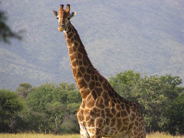 Girafa