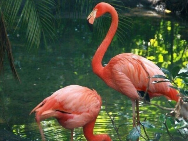 Flamingos 🦩💖