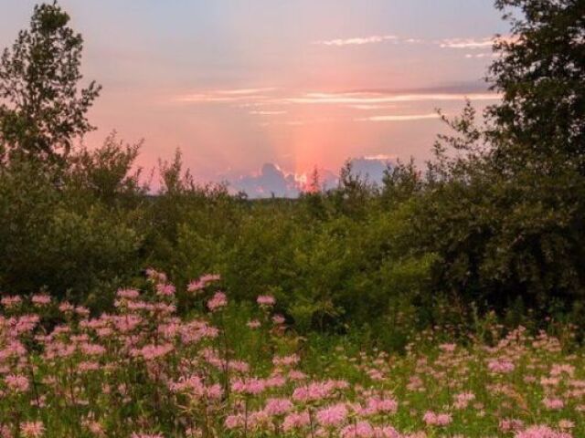 Primavera, que é onde as flores nascem e dão mais beleza para todos os lugares e nos alegram!!! 🌺💐🌬