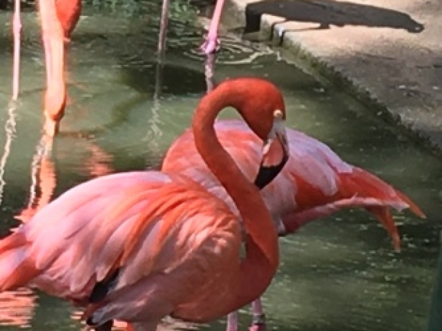 Flamingo