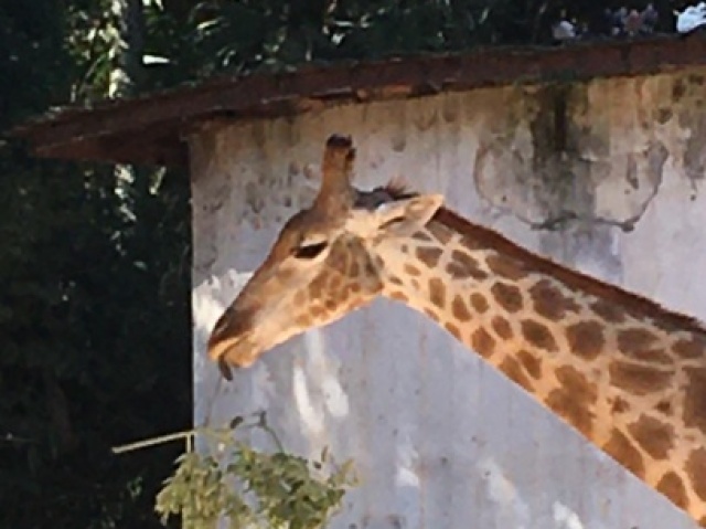 Girafa