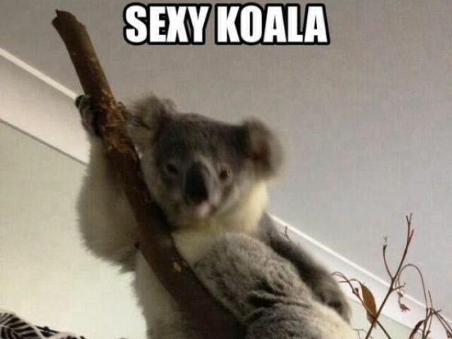 Koala, pois só dormia