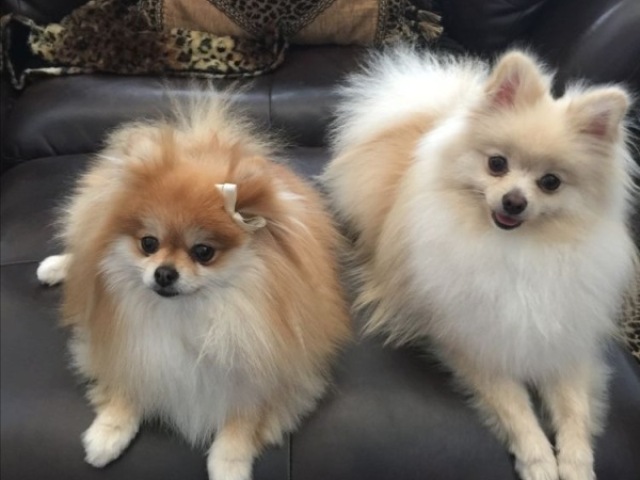 Lulu Da Pomerania, símbolo de riqueza com sua origem alemã, cachorro da rainha Vitória, passando uma vibe de puro luxo moderno