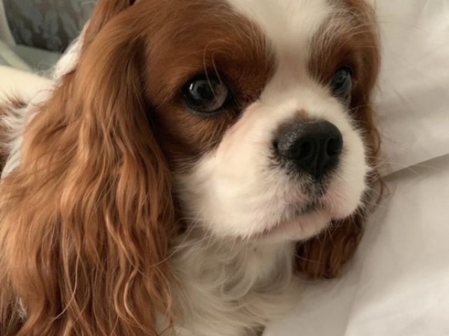 Cavalier King Charles Spaniel, esse cachorro é sinônimo de pura realeza, elegância sendo um dos mais caros