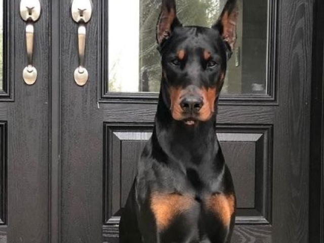 Doberman, personalidade muito forte, ninguém encosta, elegância e causador