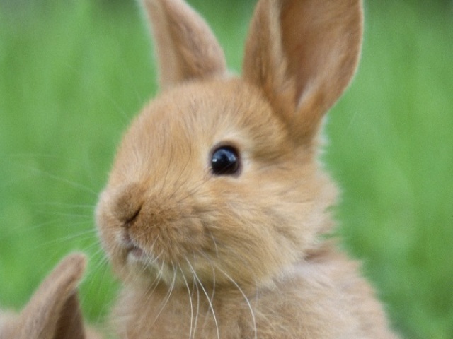 Qual animal você seria?