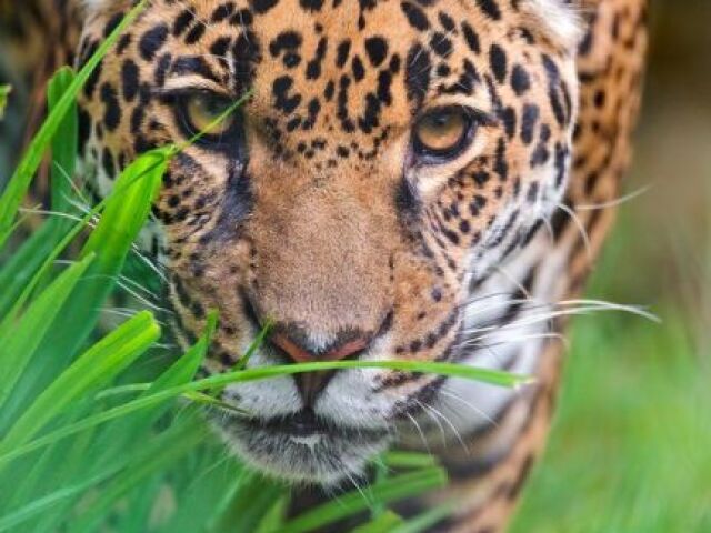 Leopardo 🐆