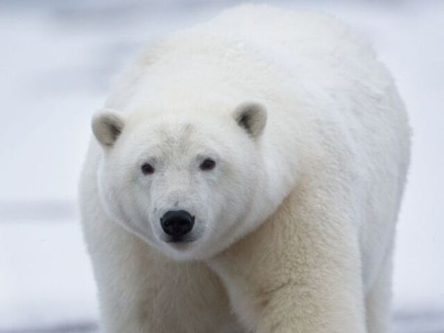 urso polar