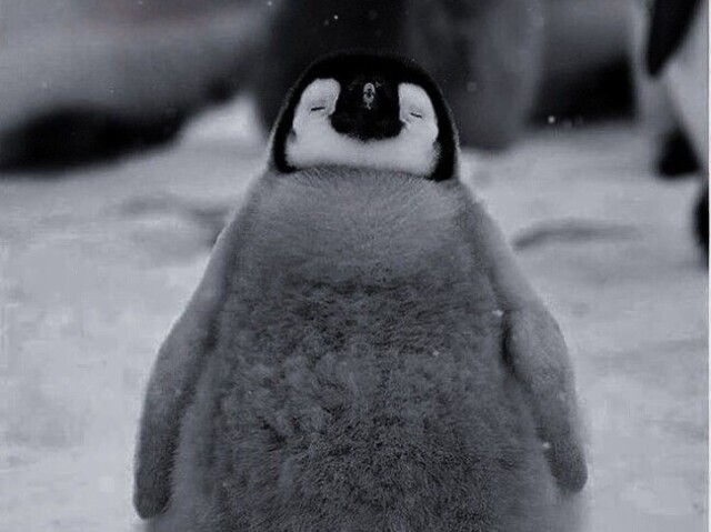 🐧❤