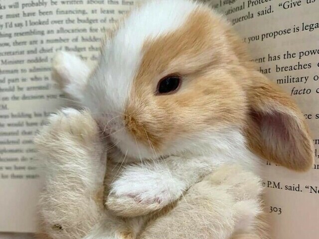 🐰❤