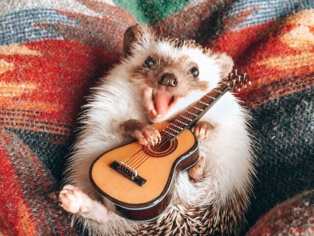 🦔🎻