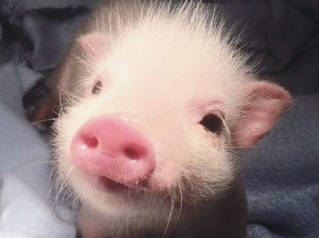 🐷🐷❤