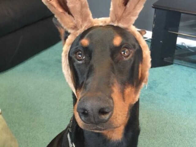 doberman