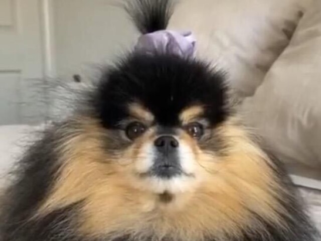 mini yeontan
(entendedores entenderão.)