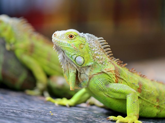 Iguana