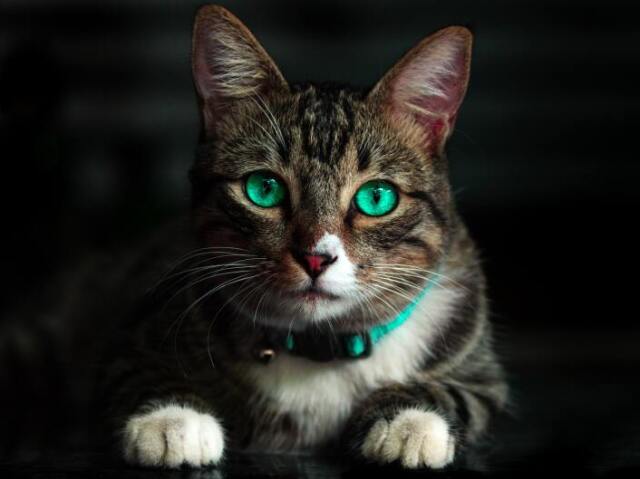 Gatos