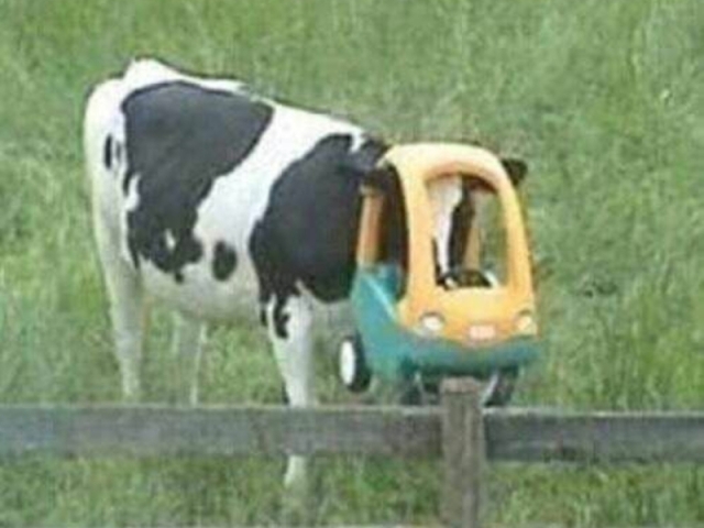 vacas