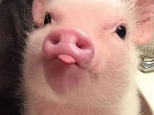 porcos