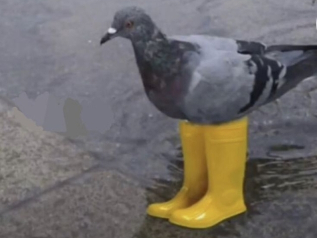 pombo de galocha