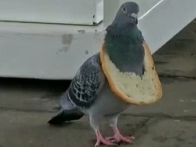 pombo pão