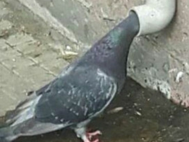 pombo quebrou o cano..como? quicano