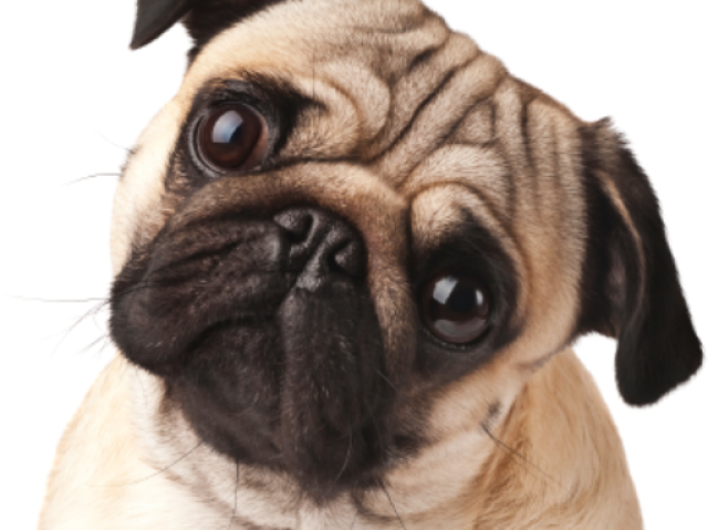 Pug