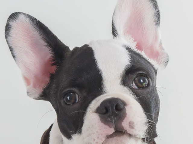 Buldog Francês