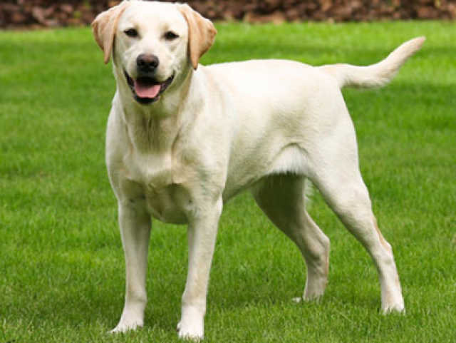 Labrador