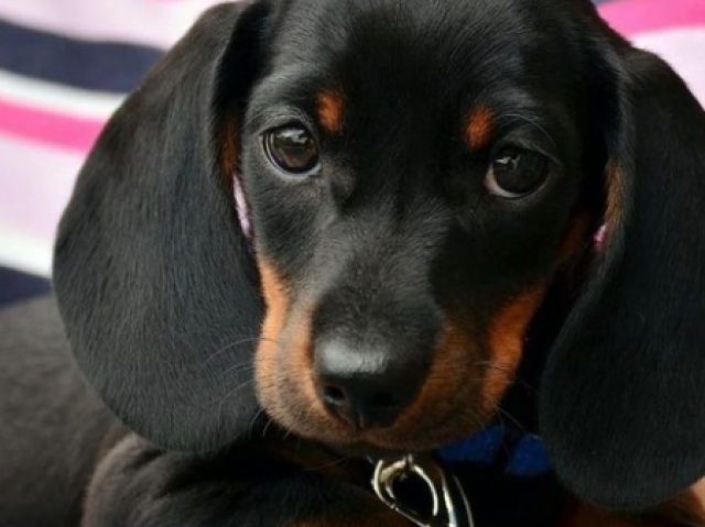 Dachshund!