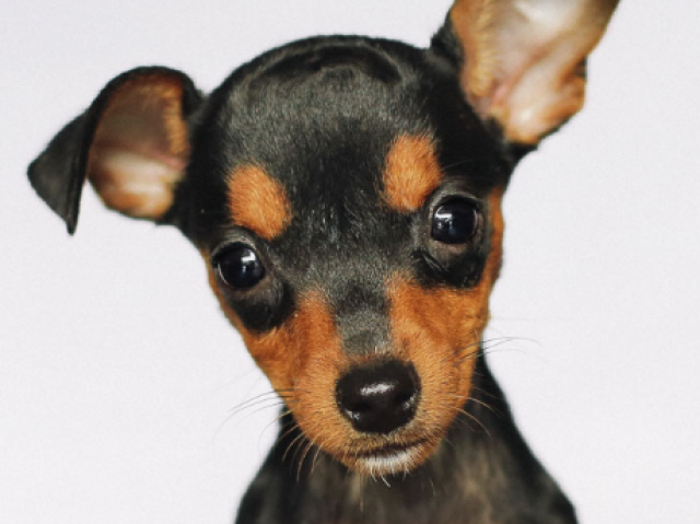 Pinscher!