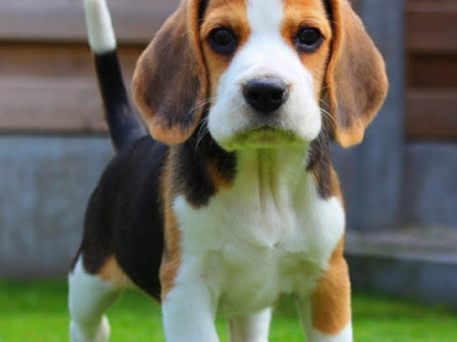 Beagle!