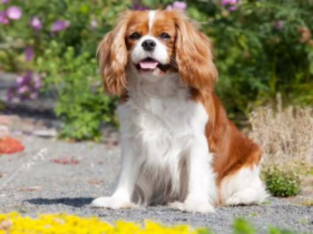 Cavalier King Charles