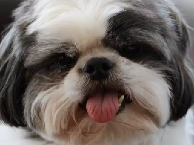 Shih-tzu