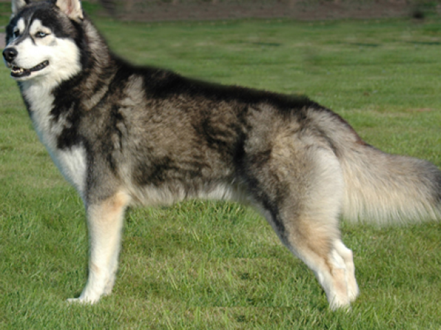 Husky Siberiano