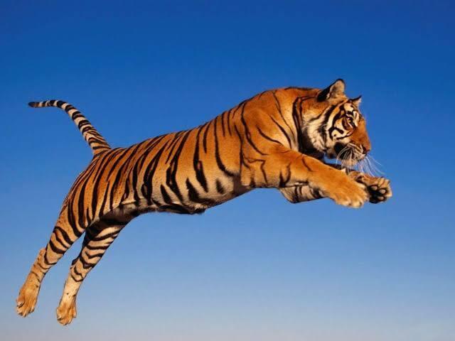 Tigre