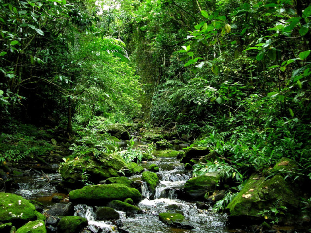 Quiz sobre a Mata Atlântica