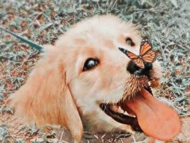 Cachorrinho