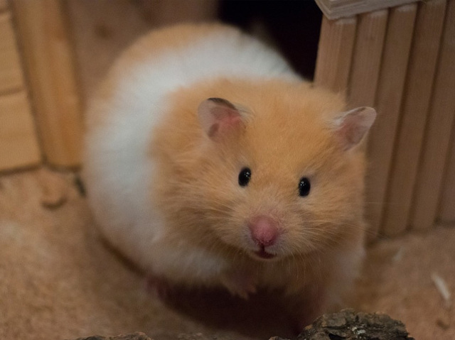 Hamster