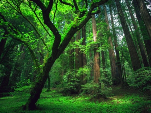 Auxiliar fotossintético ambiental