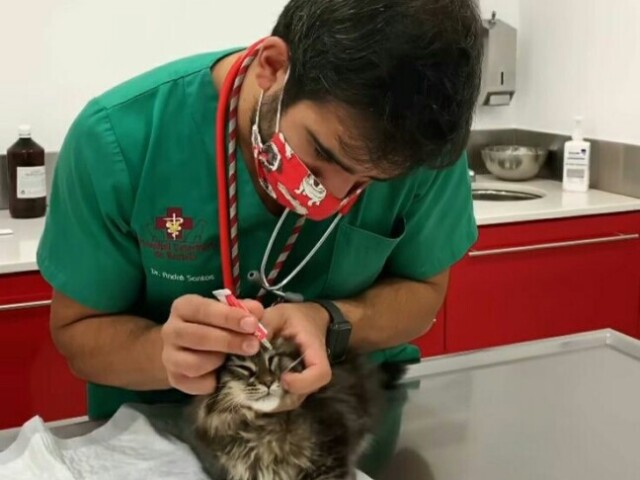 Veterinário