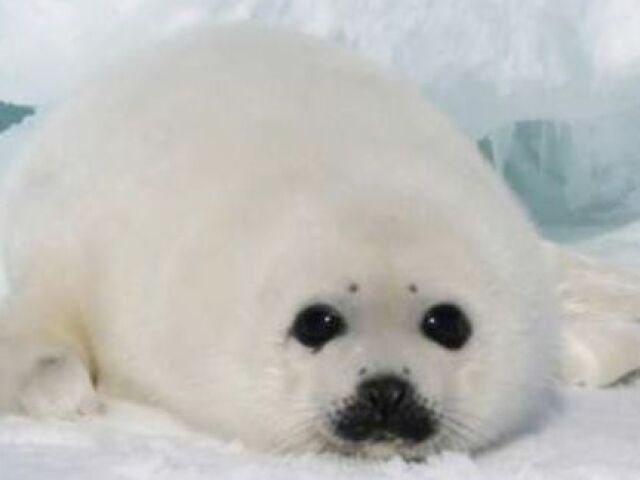 Foca