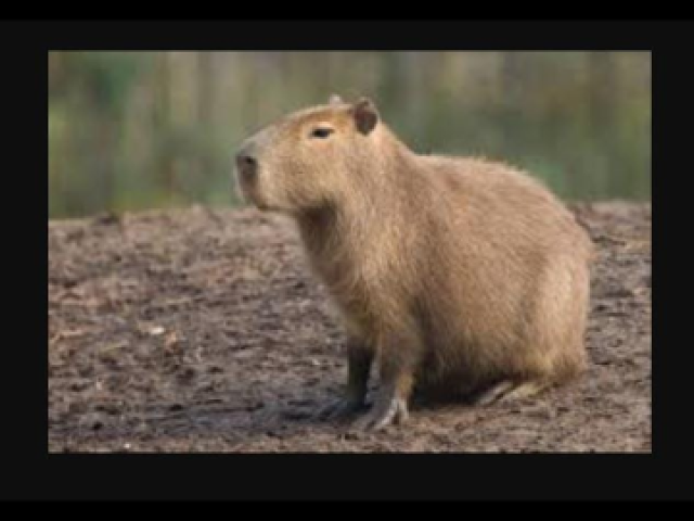 Capivara