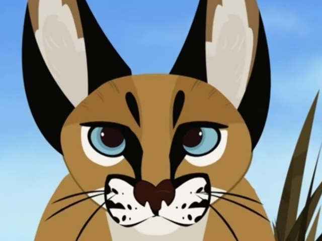 Pato/Caracal