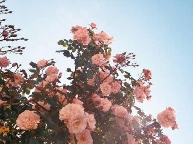 Primavera