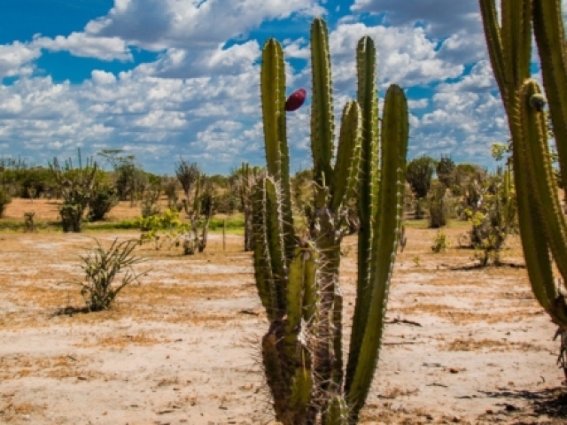 Cactos da Julieti🌵🌵