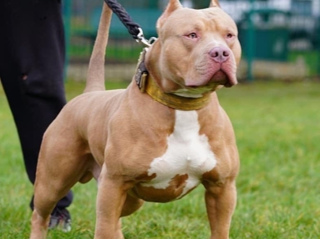 Pit Bull Monster