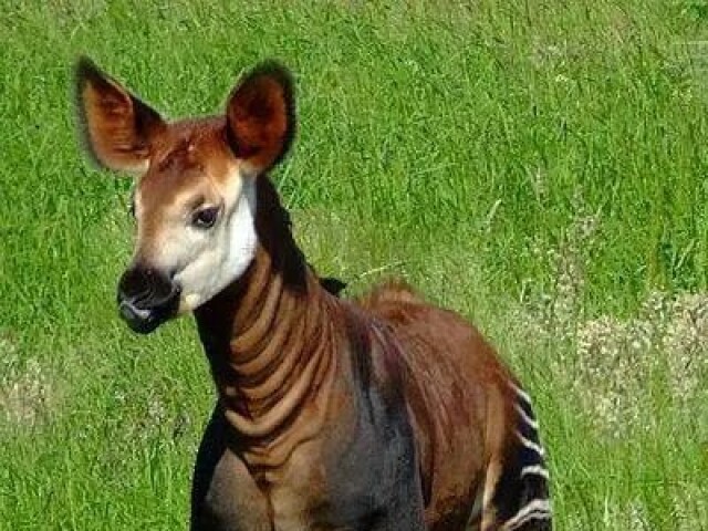 Okapi